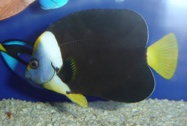  Chaetodontoplus meredithi (Queensland Yellowtail Angelfish)